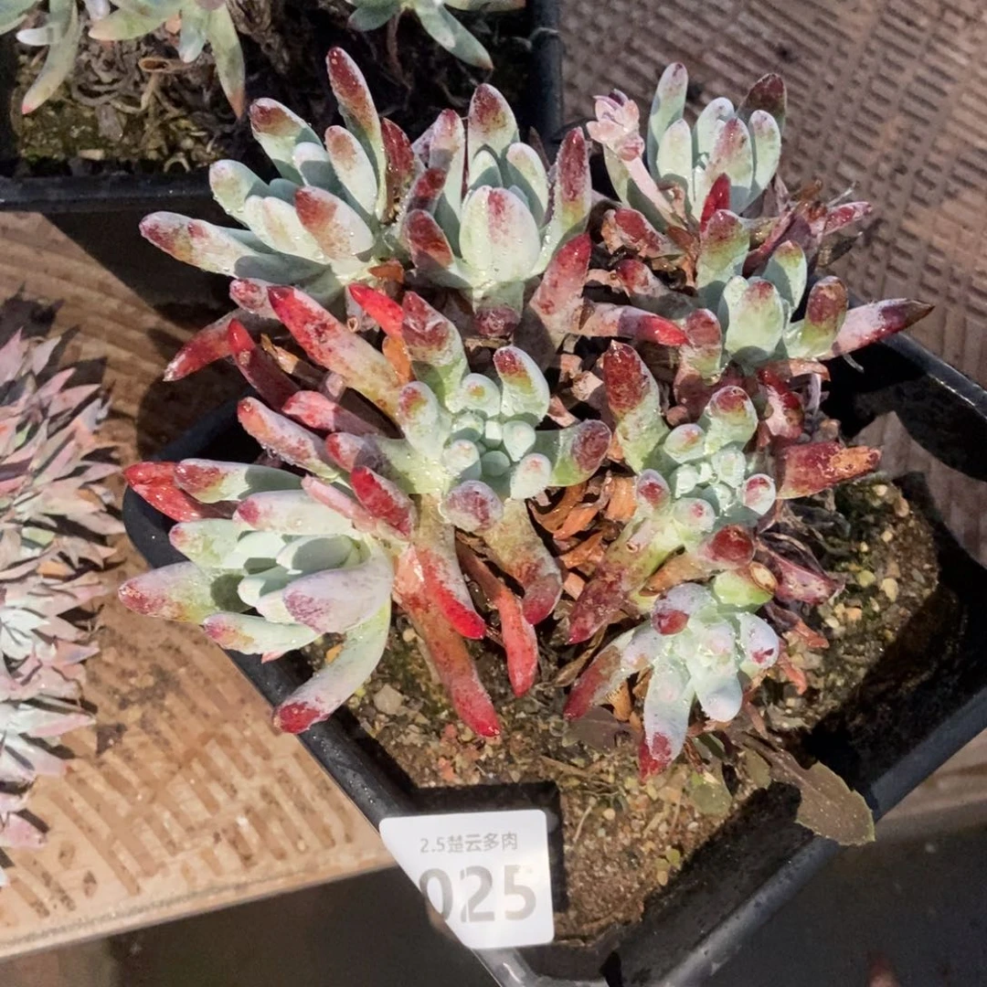 025文森特多肉植物