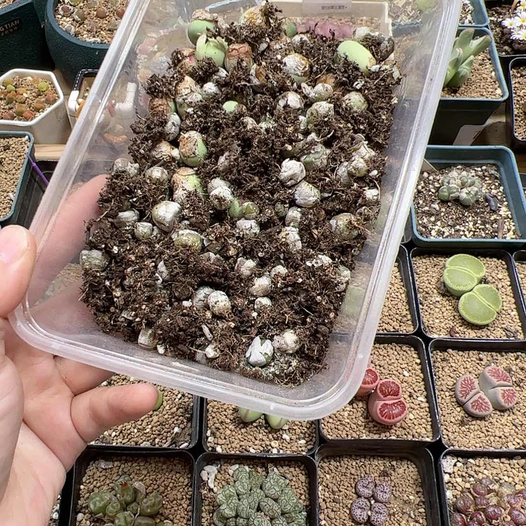 【闪购商品】329 清盒