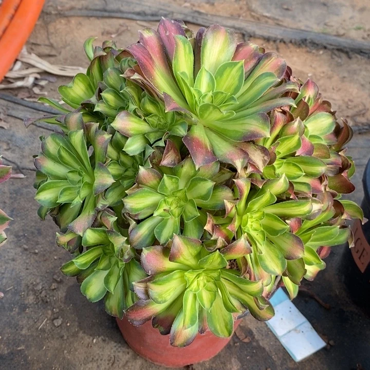 韶华40多肉植物法师法师