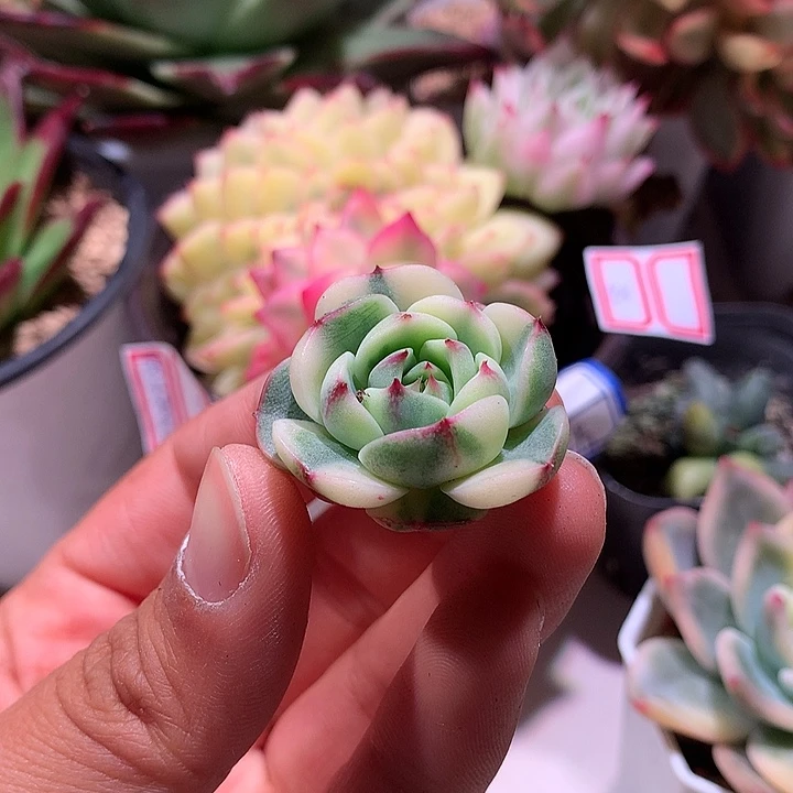 本吧锦锦花锦侧芽