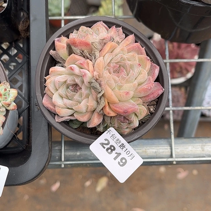 阿雅园艺。        2819如梦令