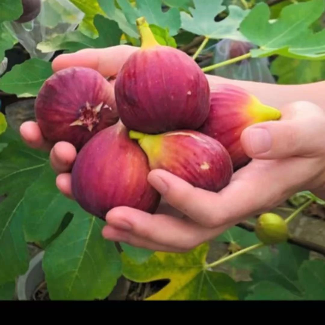 无花果树苗原盆原土一物一拍