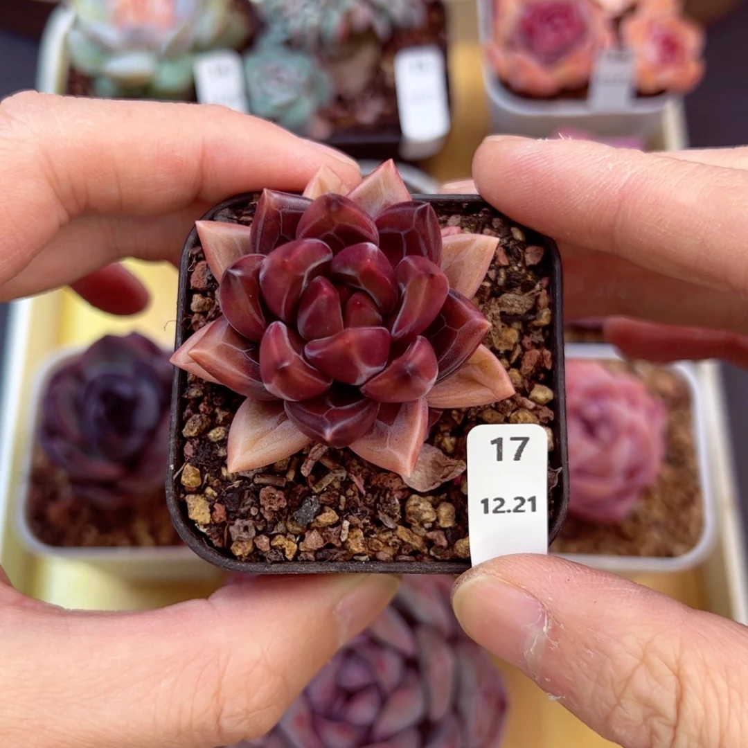 好好看17、哈哈哈哈