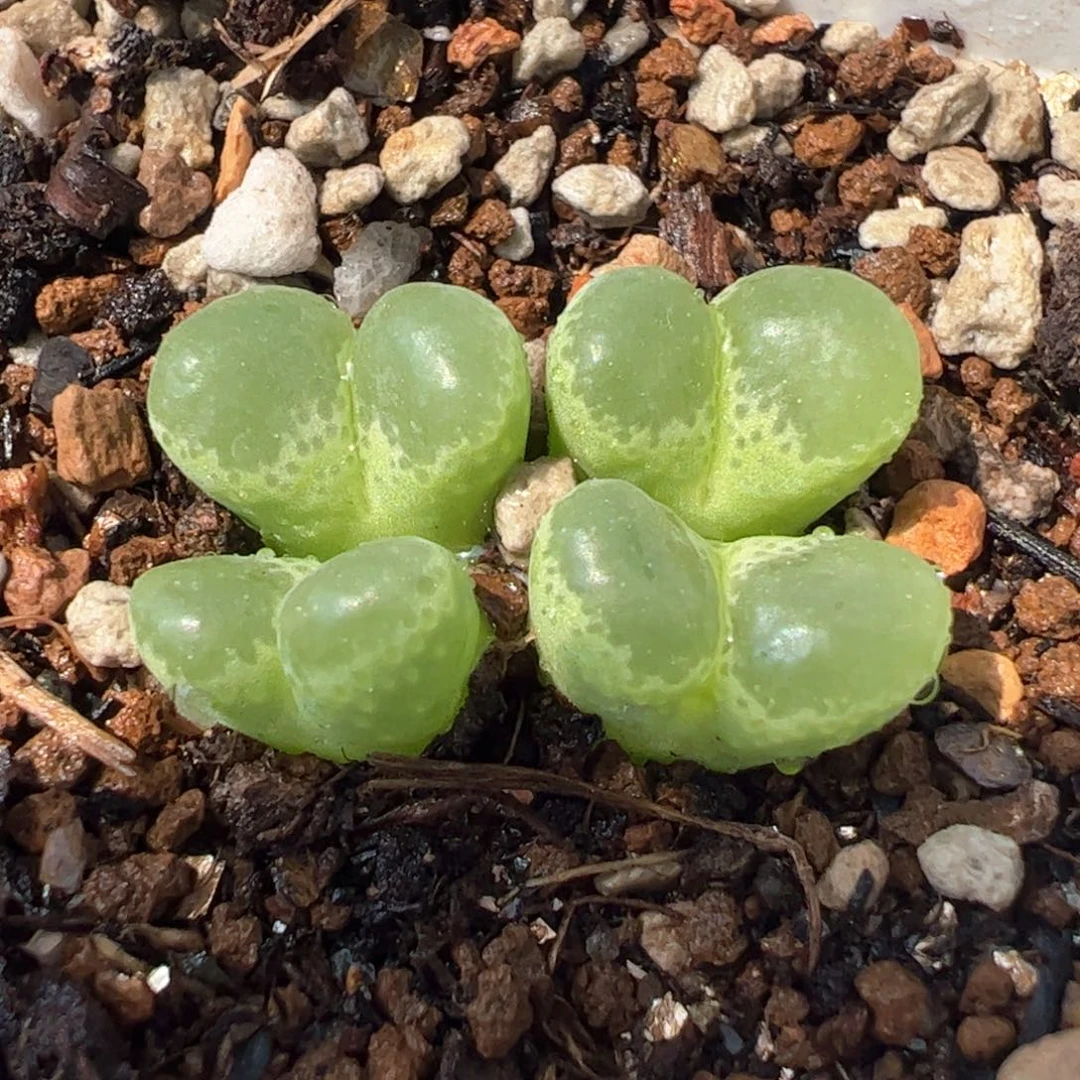 016多肉植物百科