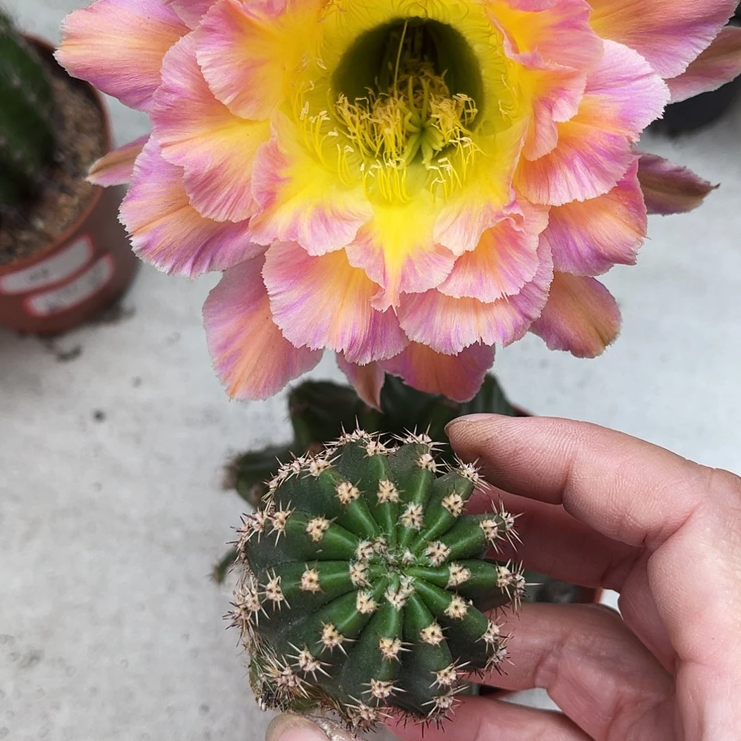 彩草星火测芽3.5公分左右