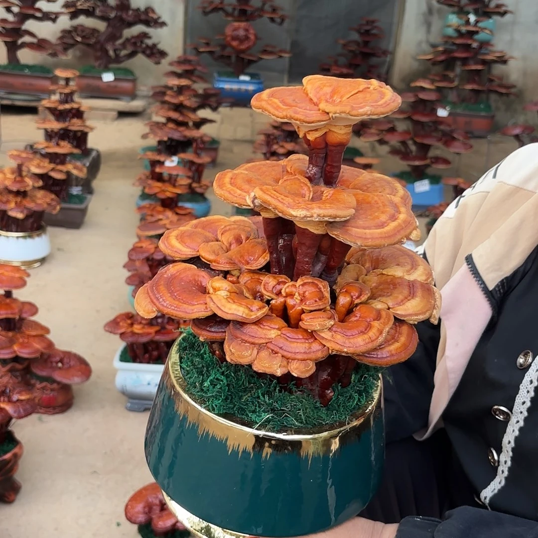 无花朵灵芝是我国著名植物