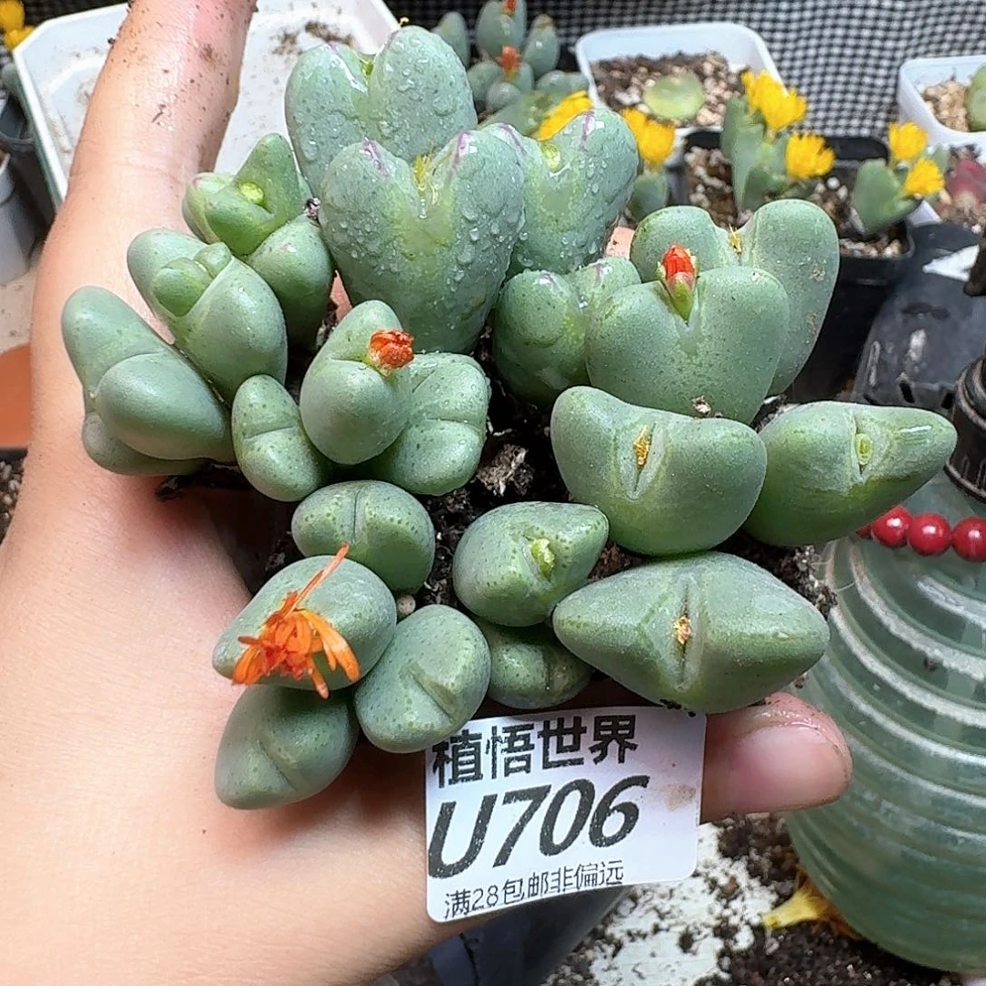 多肉植物的润泽fgh