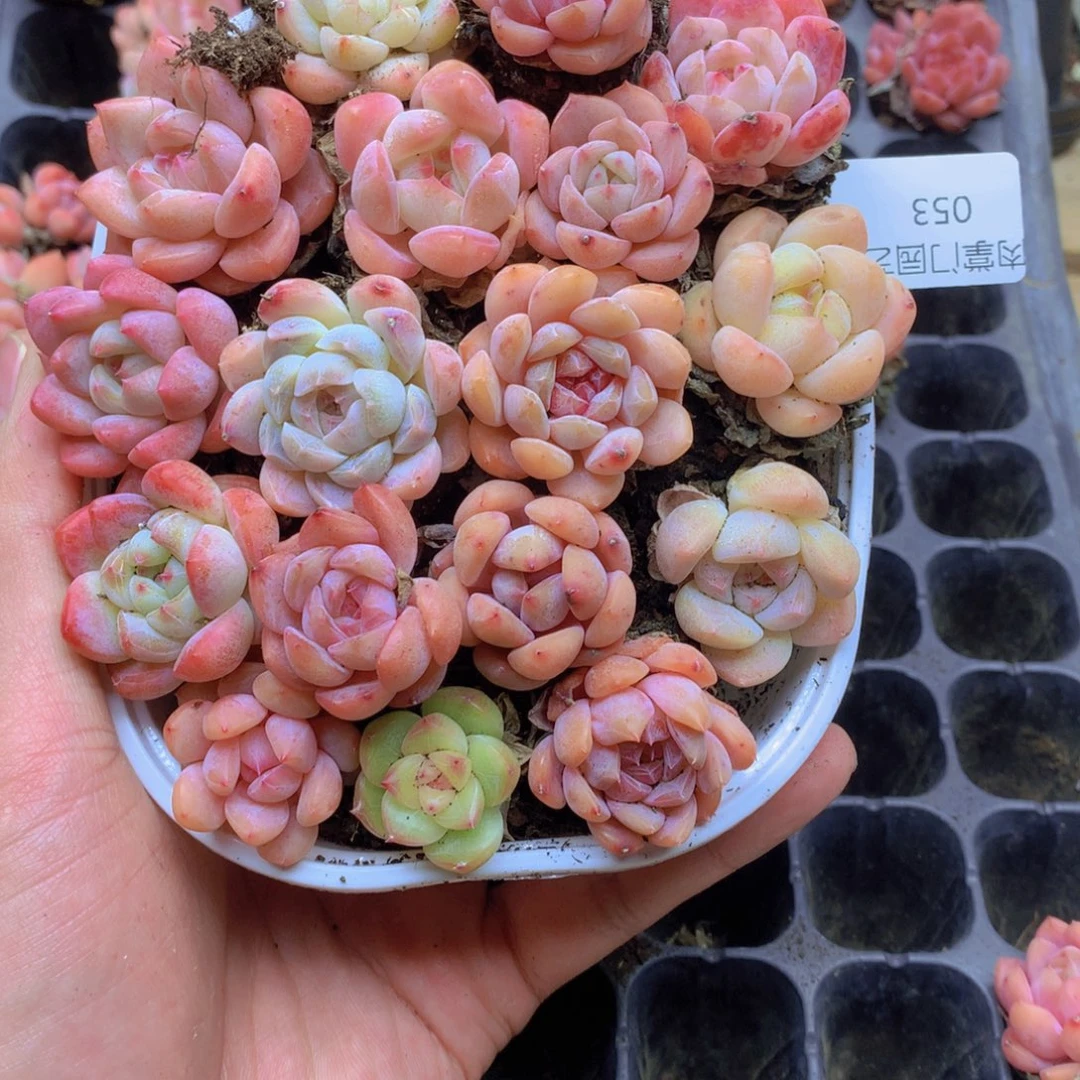 我要去看电影了啊我053