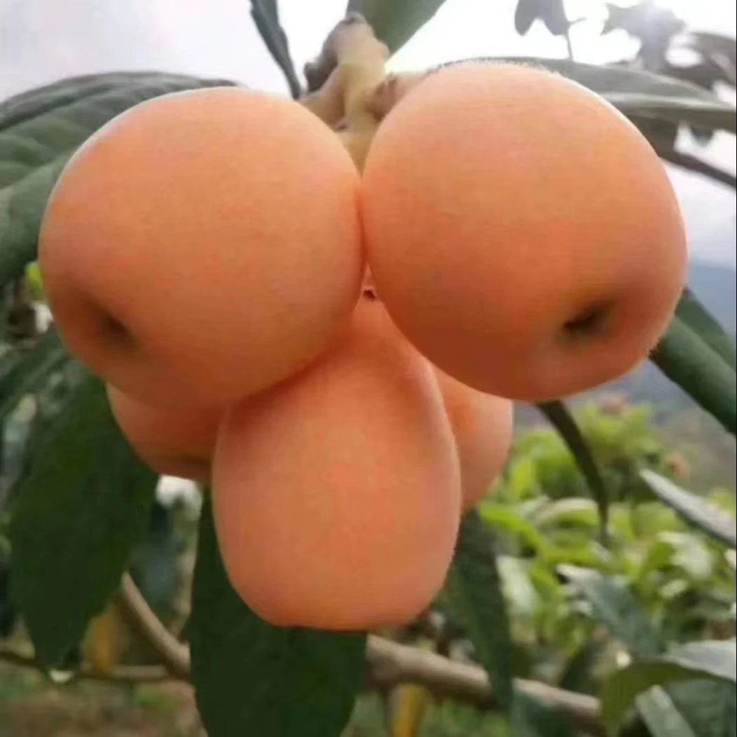 大五星富贵家庭绿植盆栽