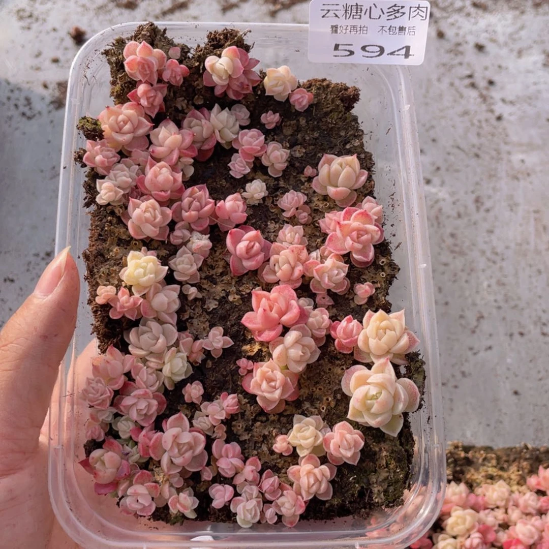云糖心多肉植物594