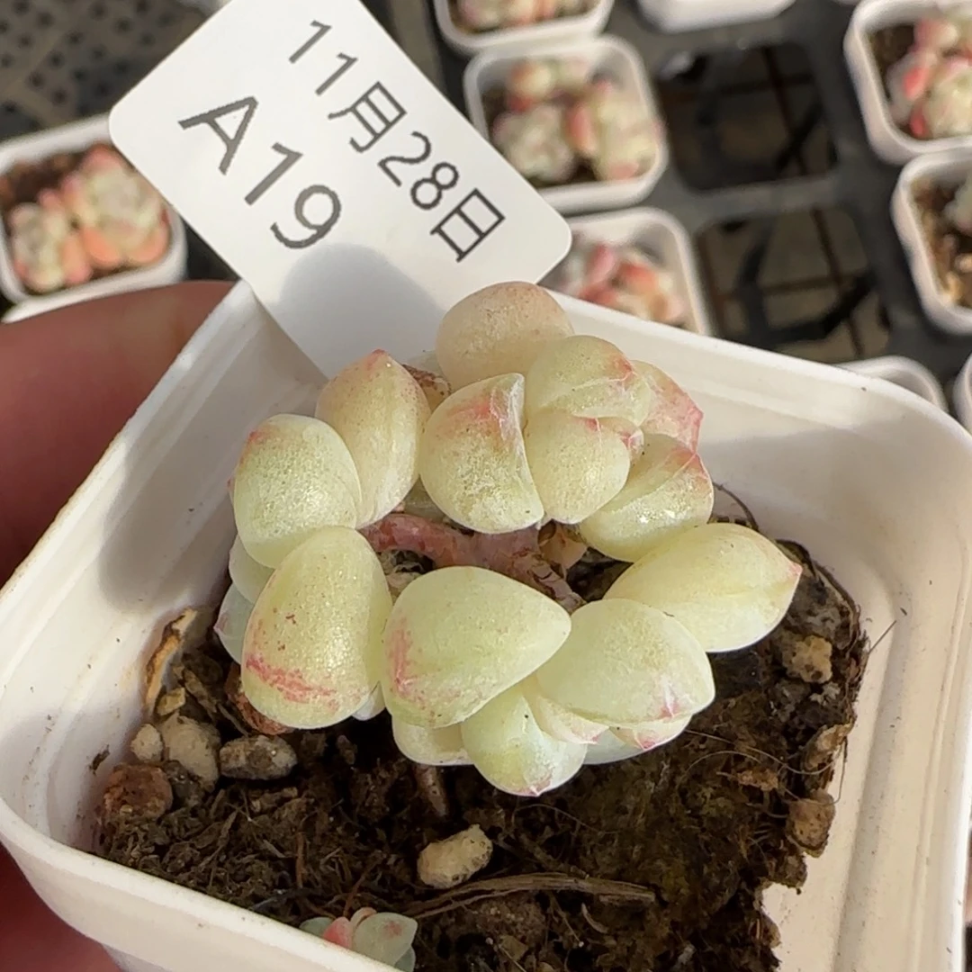 小脸白体冰玉一颗