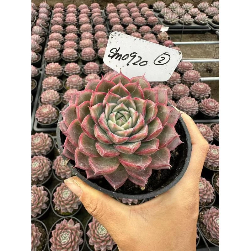 10#缪斯女神多肉植物        前男友精品多肉SM0920②