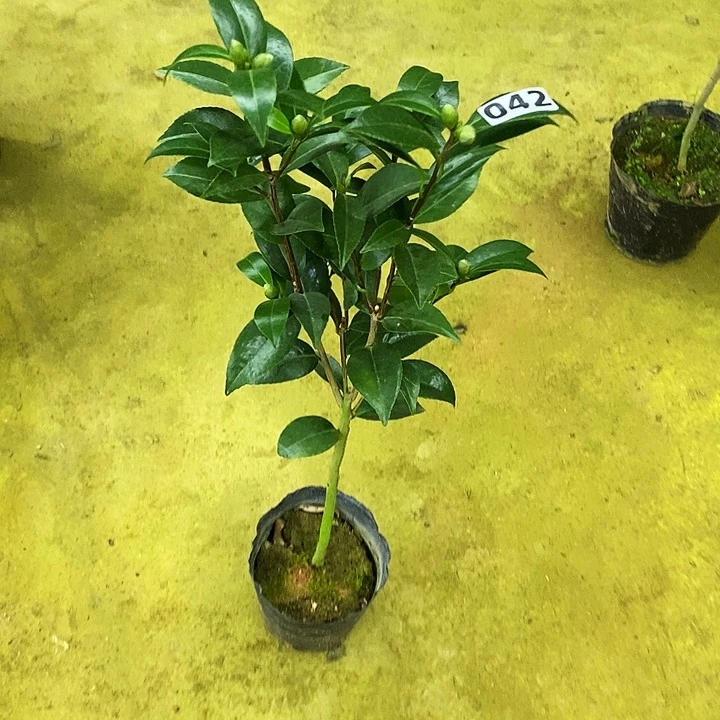 无花朵红喜糖。   042。