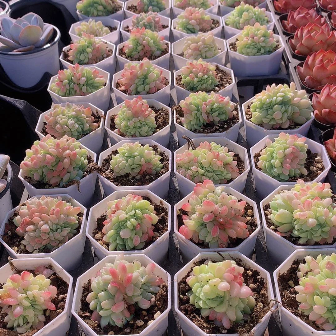 冰玉杂缀化234566788899