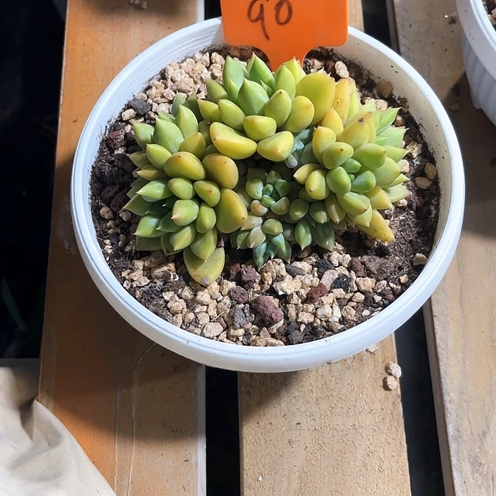 红象牙90号码牌子的话题了