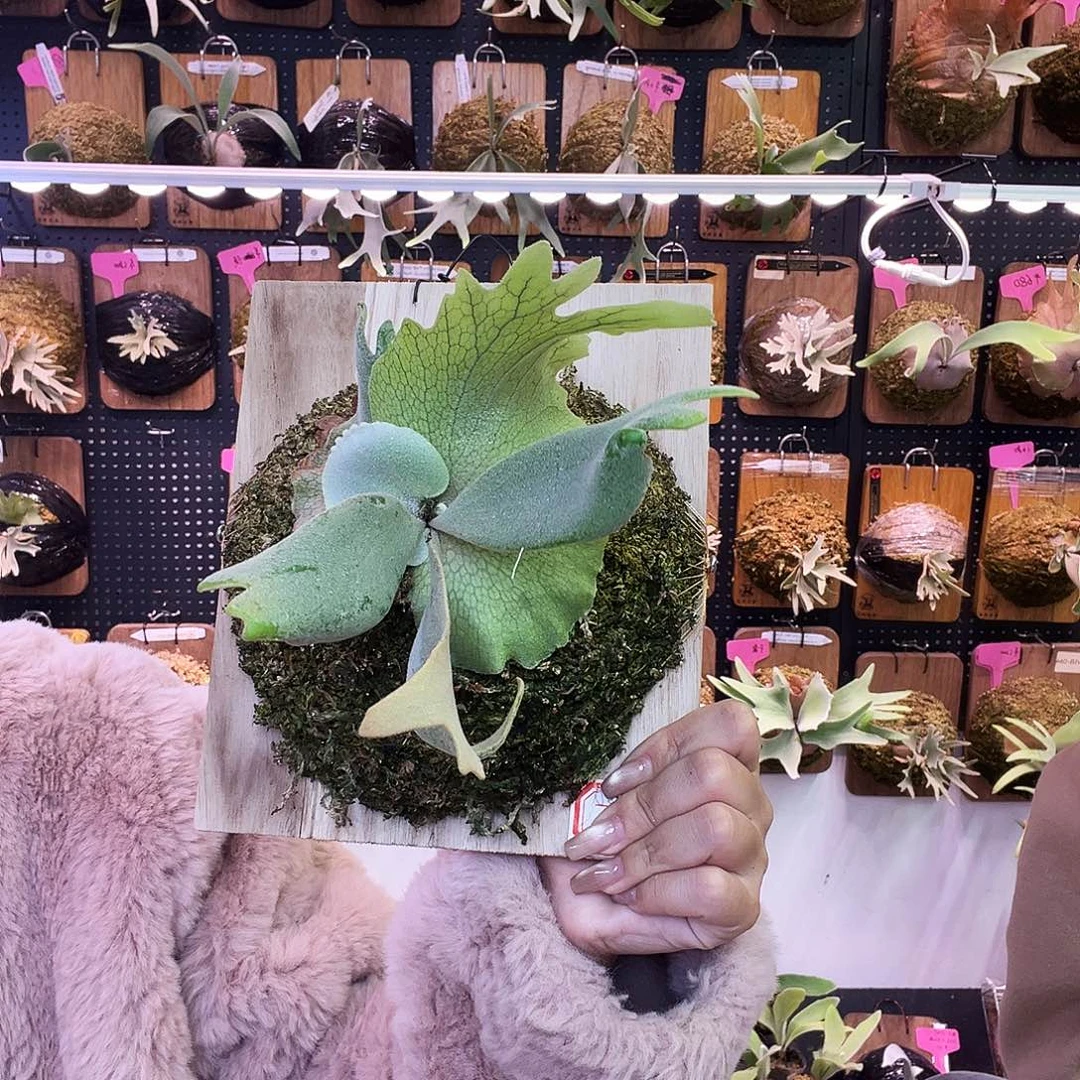 侏儒银爪 x 侏儒tst