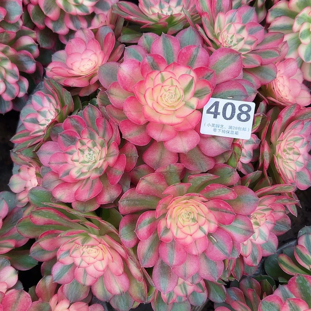 多肉植物408红荔枝