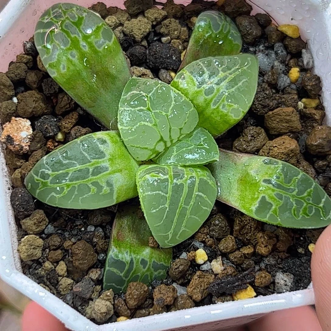 生生不息十二卷多肉植物