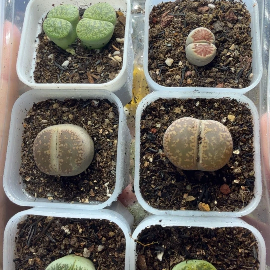 多肉葡萄的味道真的866