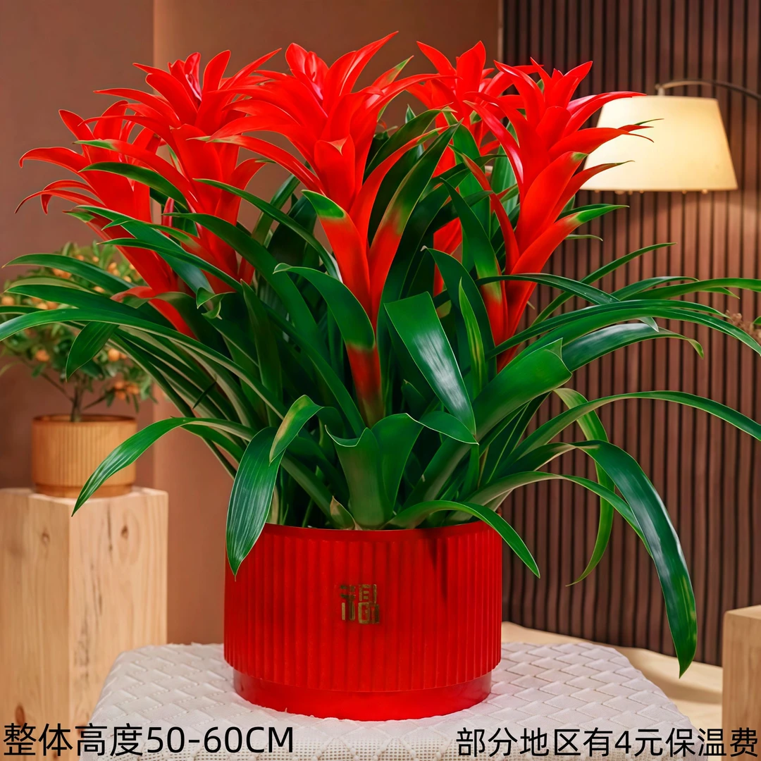 【鸿运当头桌面5颗款】室内客厅好养绿植盆栽四季开花美化开业