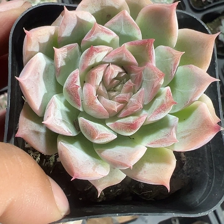 桃熏女王精品多肉植物大战