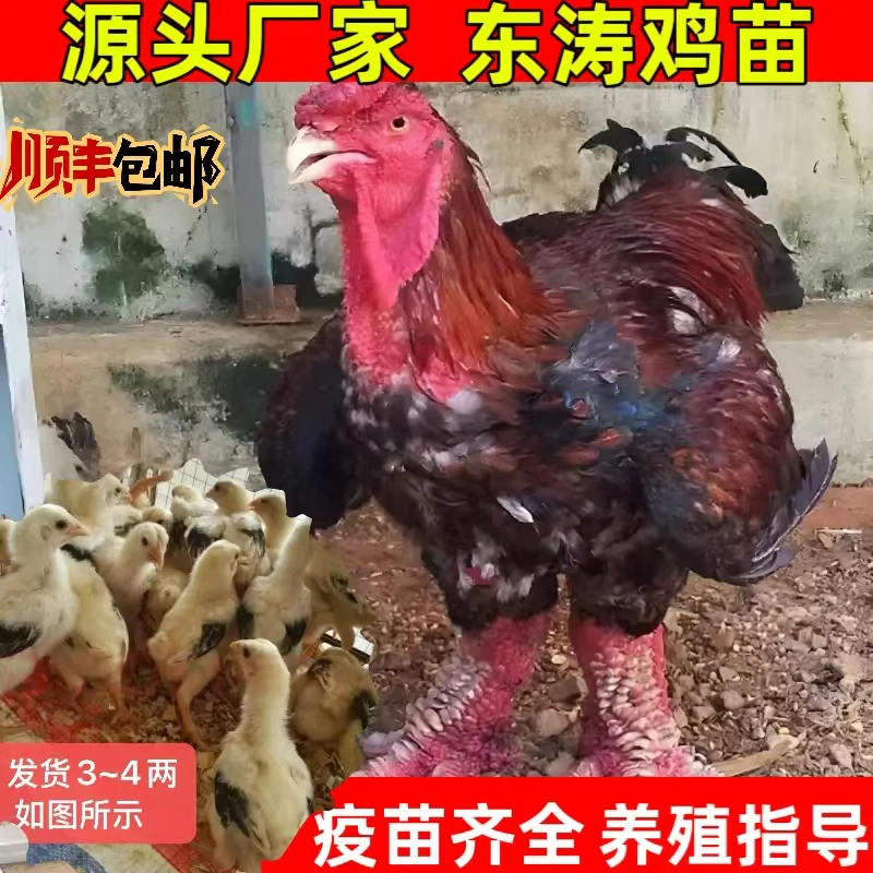 东涛鸡粗腿鸡宠物鸡6只装3-4两  超划算