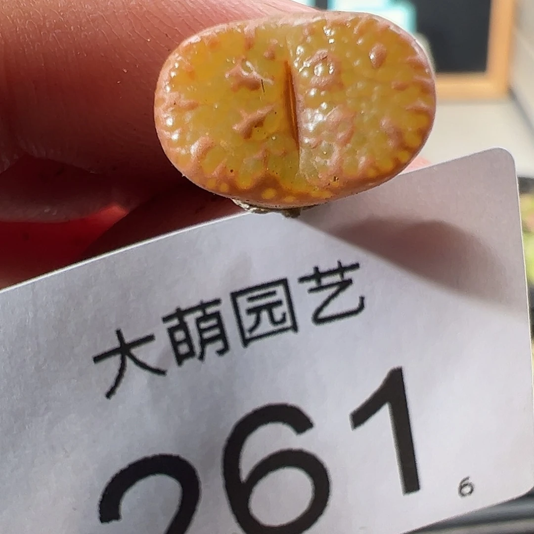 0000261 一物一拍……