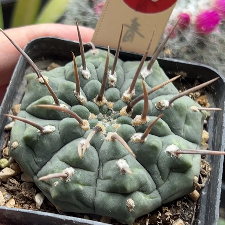 实生豪刺一本刺6688755