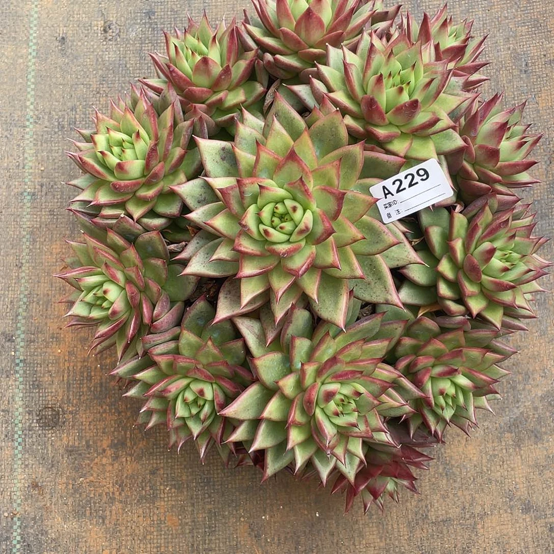 若如东云单拍A229（物流到付）