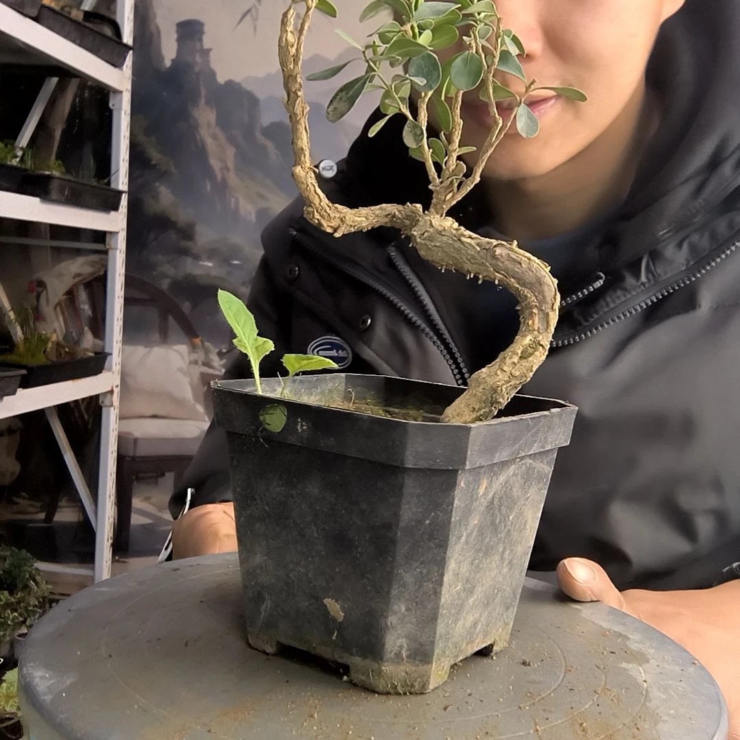 米*小盆景小植物一物一拍48