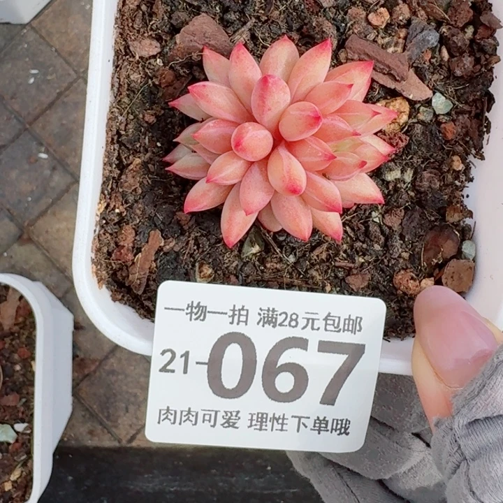 金鱼姬多肉无盆土发货多肉