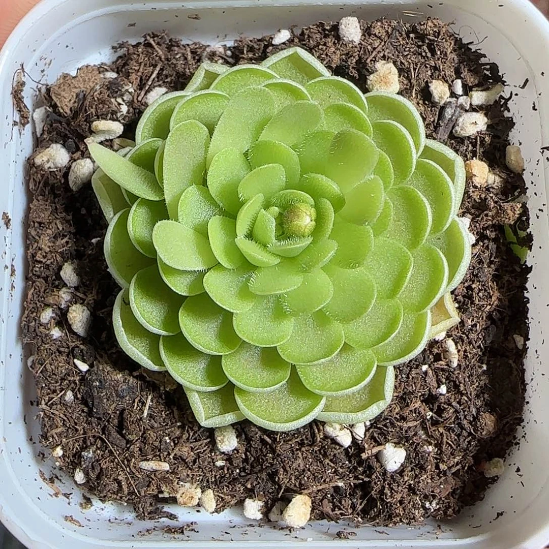 璇***玑多肉1220-184捕虫堇