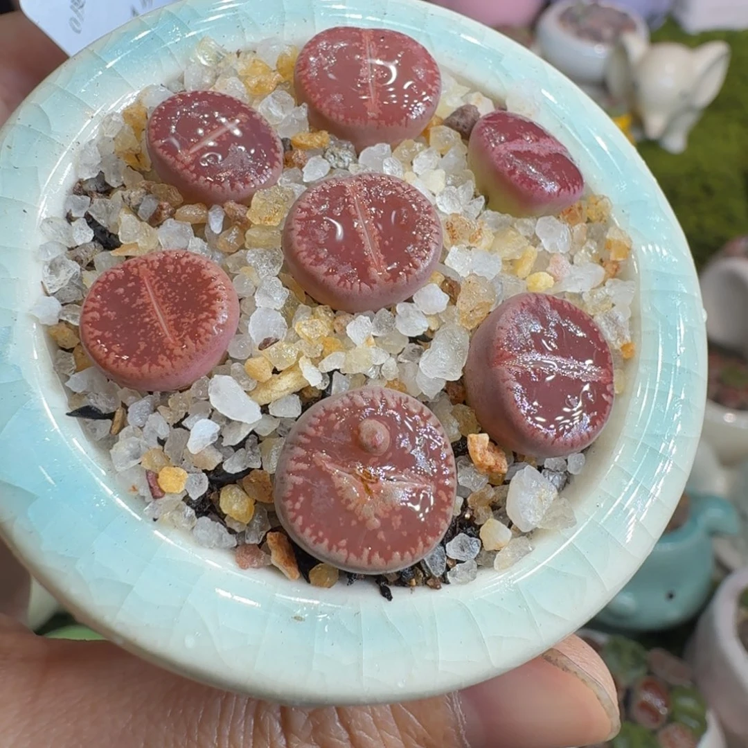 多肉植物开播福利冲1142