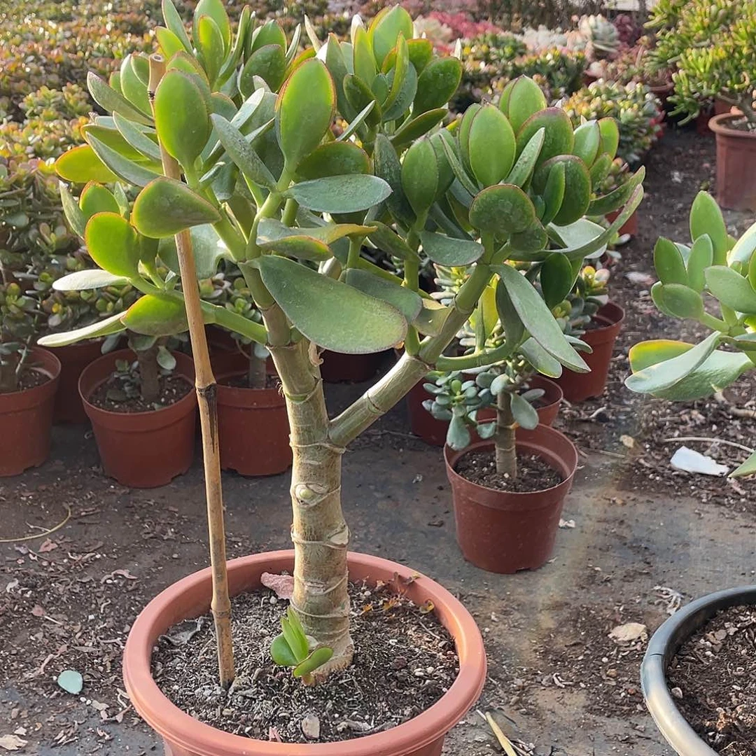 4年青叶玉树带土球发货