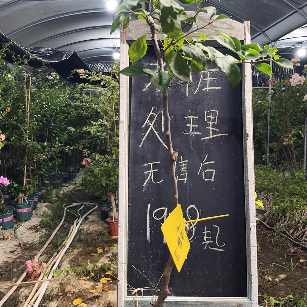 完全开放三角梅三角梅105