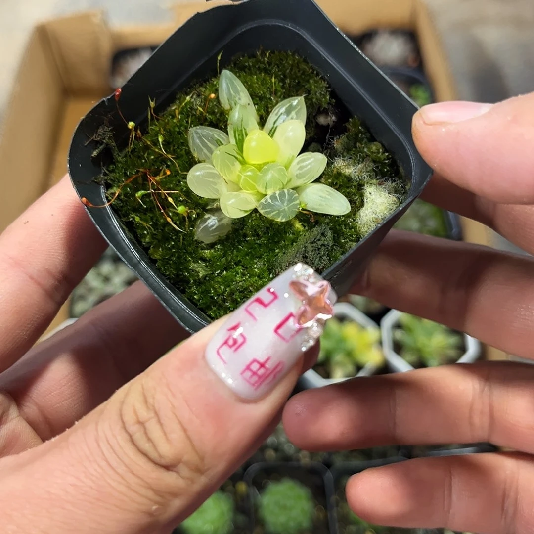 就这个死样子单头发货有根