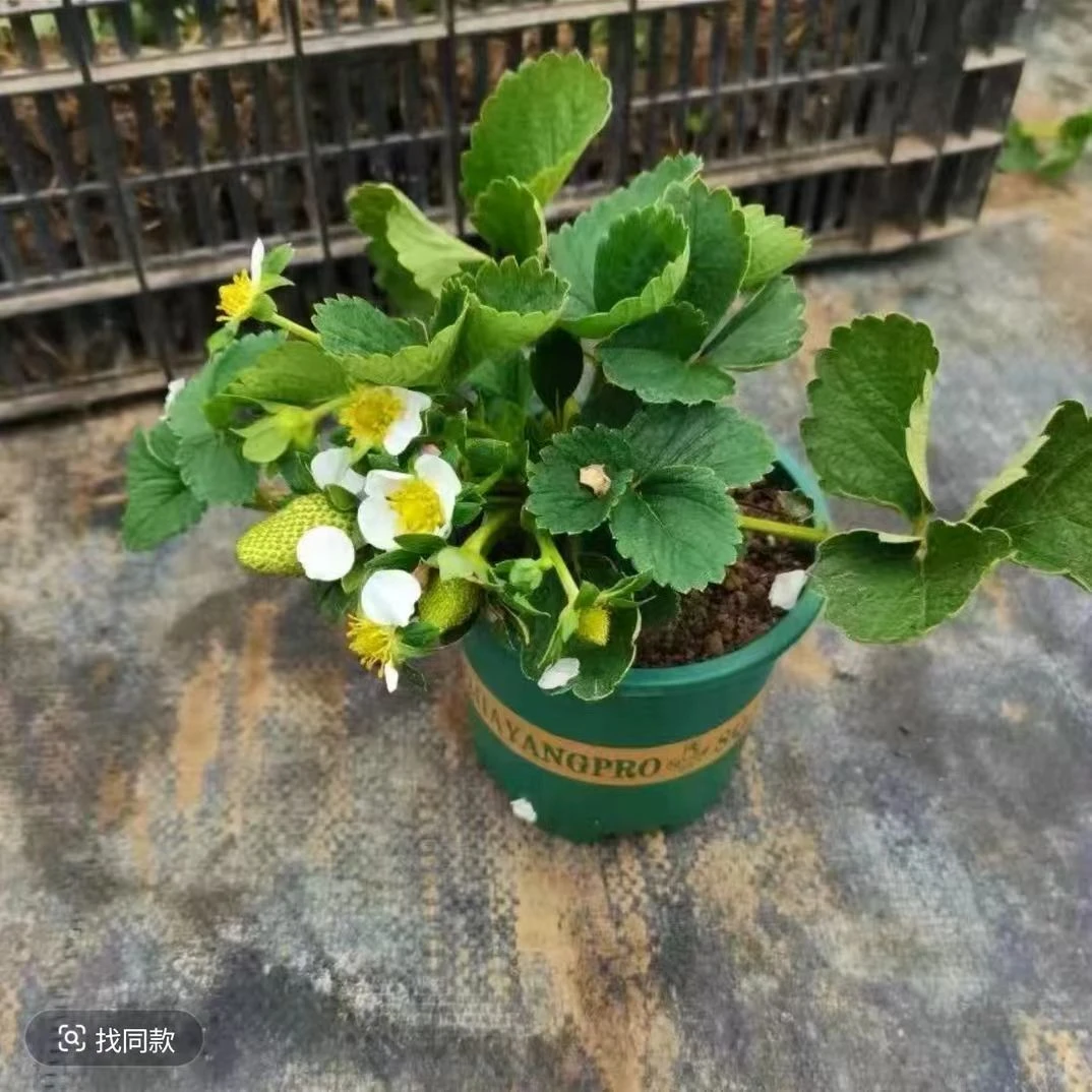 【带花原盆原土】天使淡雪原盆原土食用草莓阳台庭院四季种植