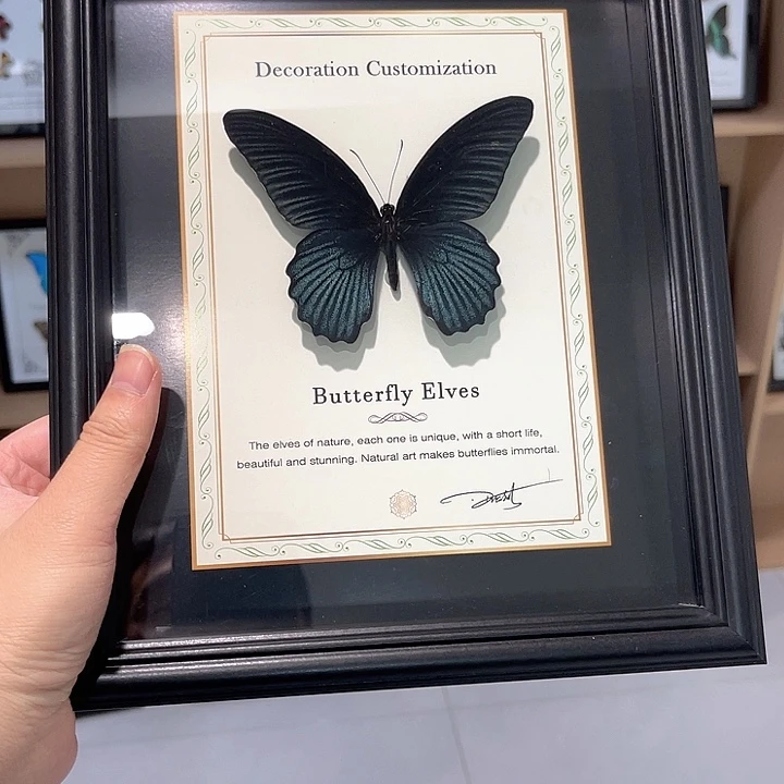 哥****美凤蝶黑框新款蝴蝶