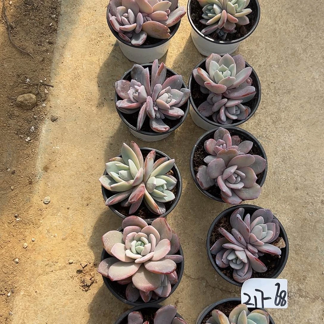 217-68奶茶90盆多肉随机