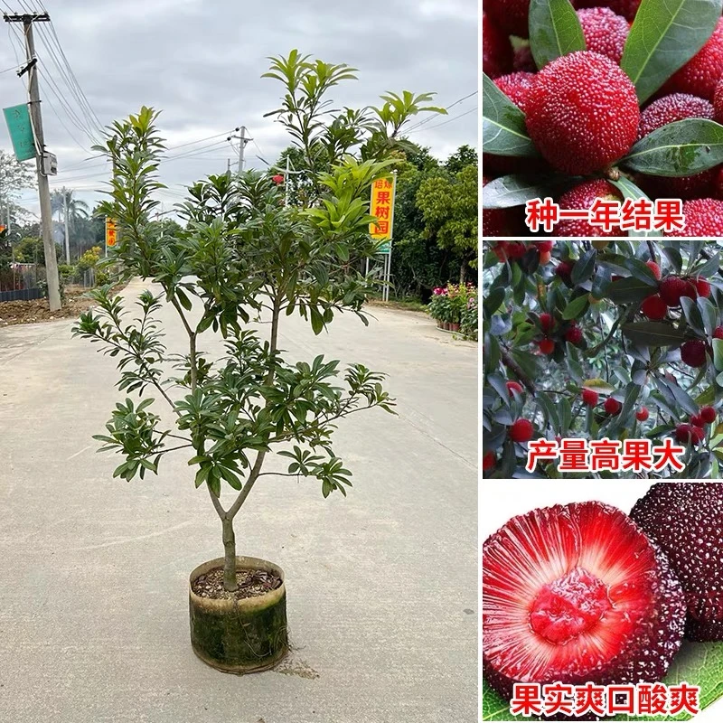 【四年仙居杨梅果树苗】东魁黑炭杨梅树嫁接苖南北方种植果树好管理