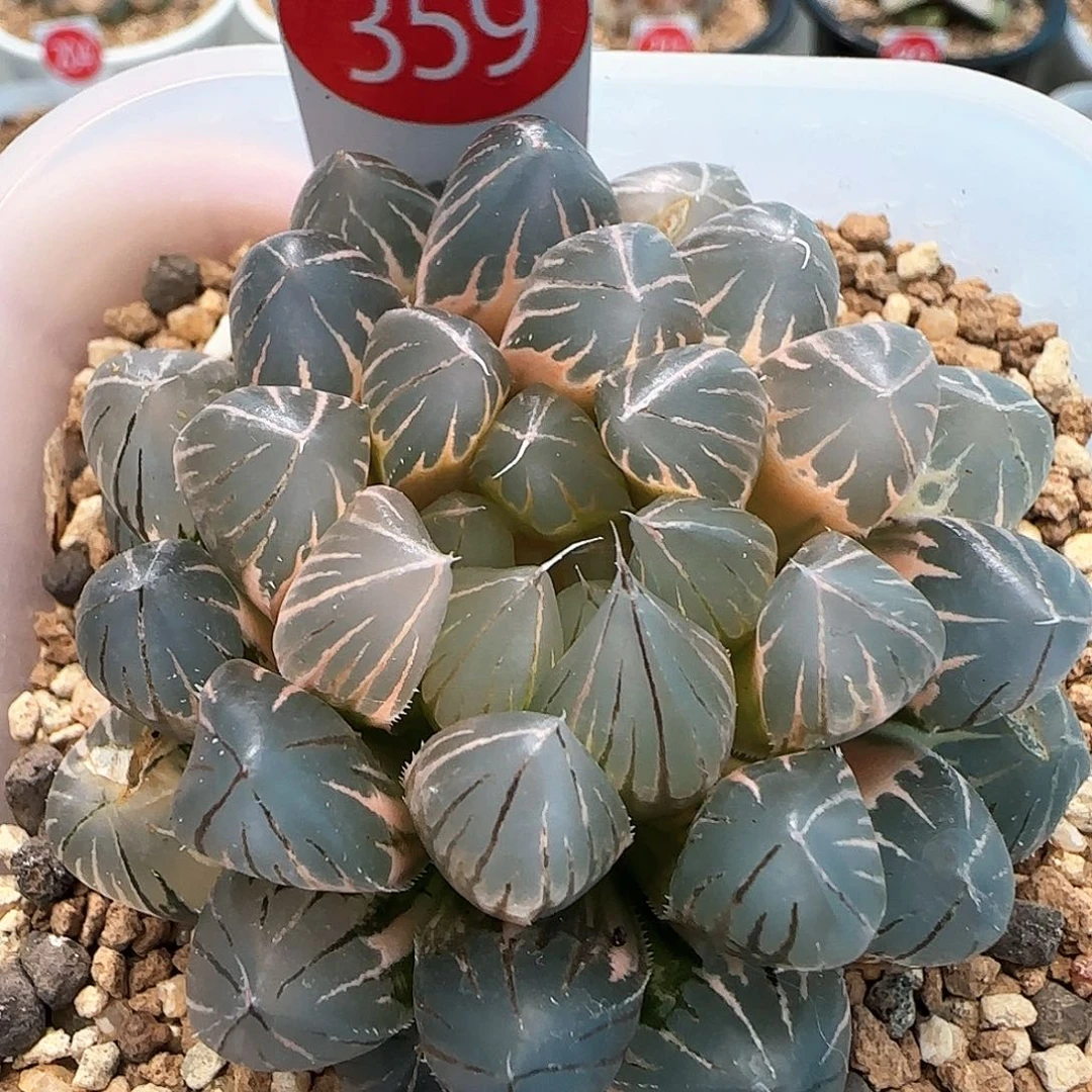 359号老版霓虹灯糊斑一物一拍带盆土