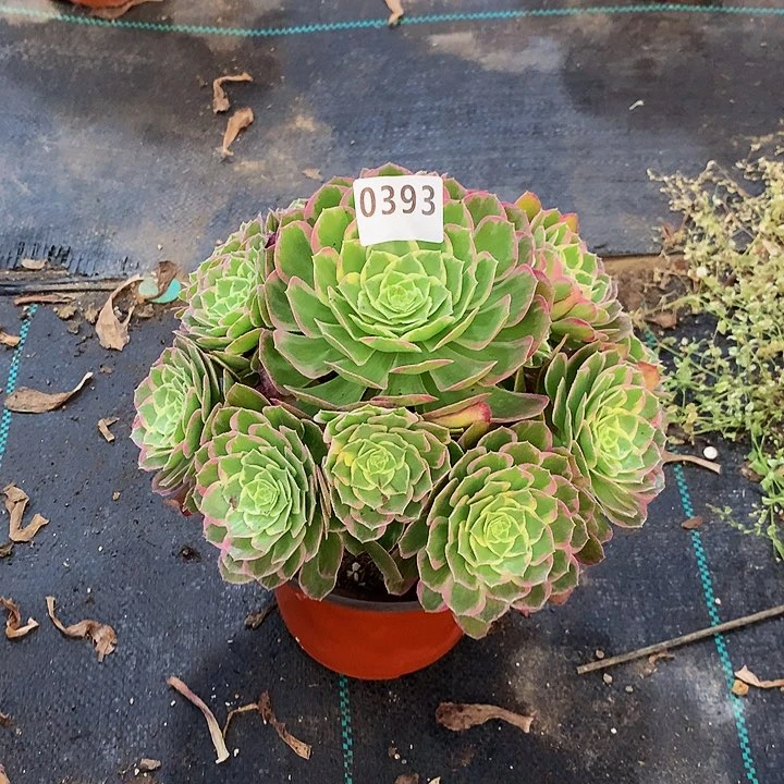 衣****瘦多肉水蜜桃3930000