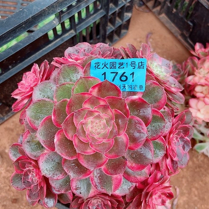 黑魔锦1761多肉植物