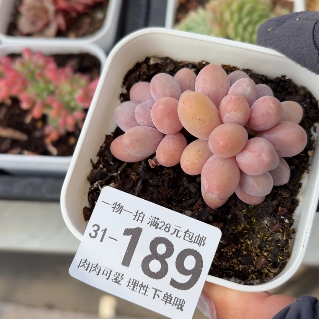 汤圆无盆土发货无