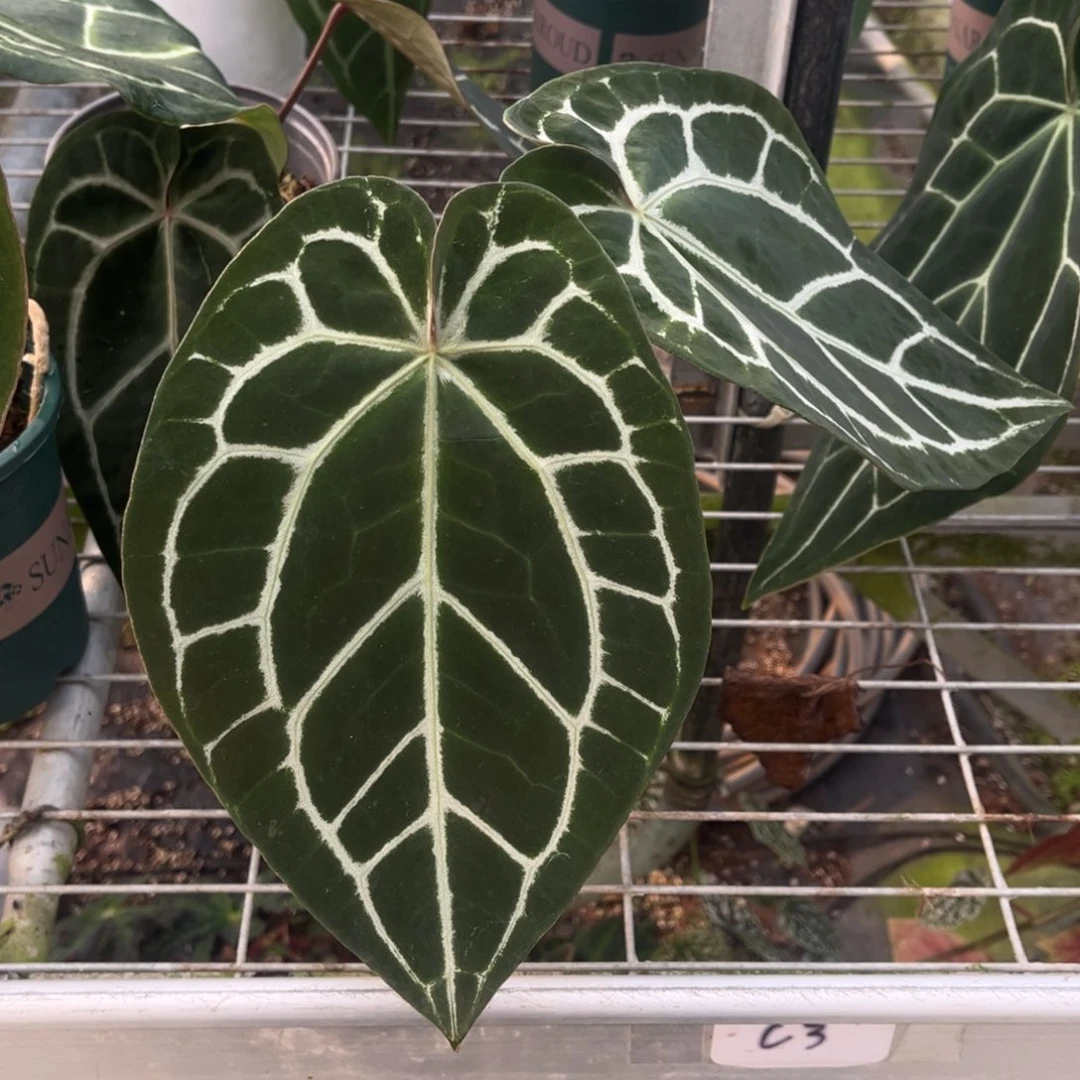 不开花植物红水晶杂黑水晶968