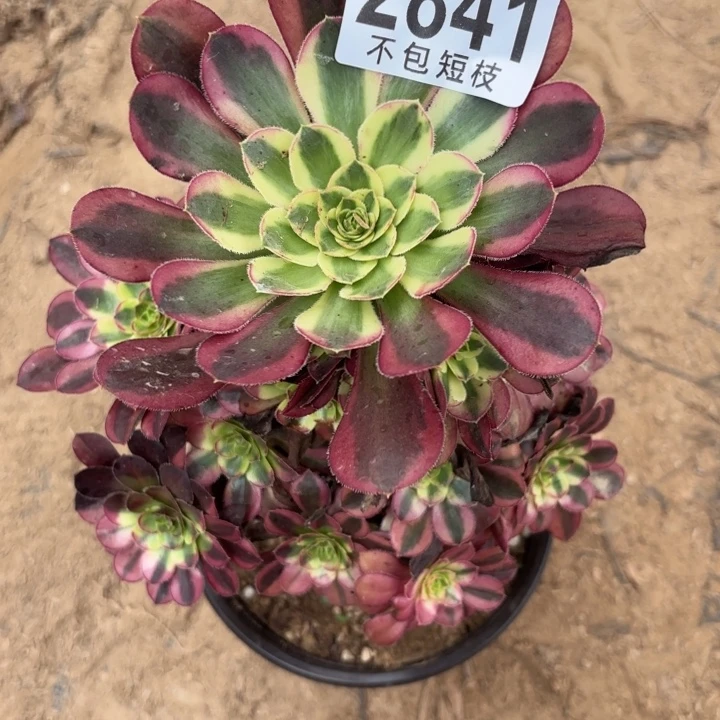 冰淇淋多肉植物2841