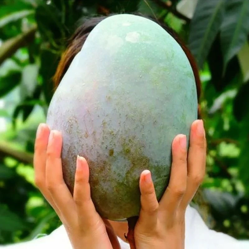 【火华专属】攀枝花凯特大芒果核小肉多芒味道浓酸甜多汁 净重8.5斤