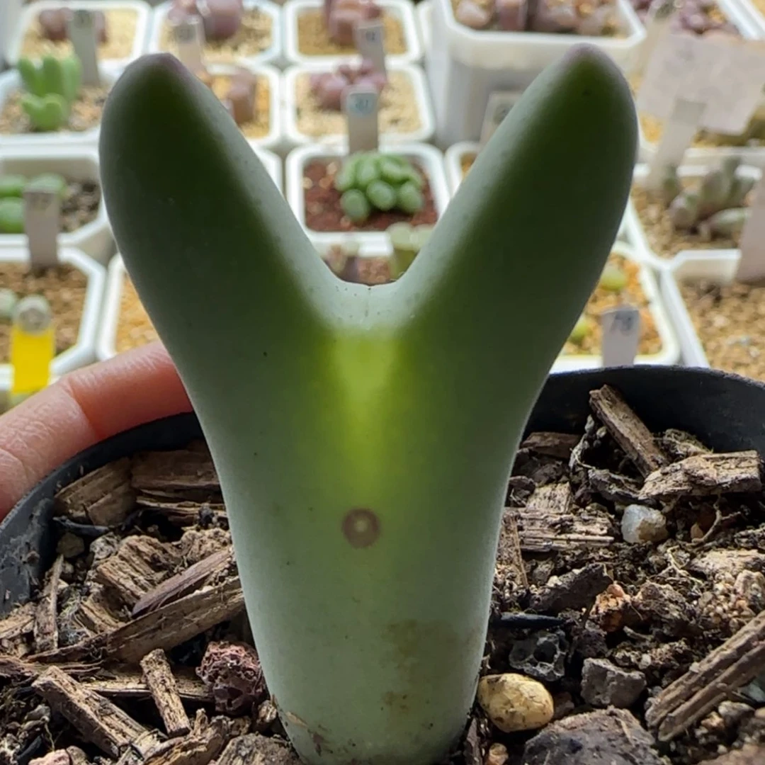 【闪购商品】0577玻尿酸嘴