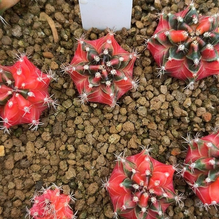 啖***忘209-0717泰国发货多肉