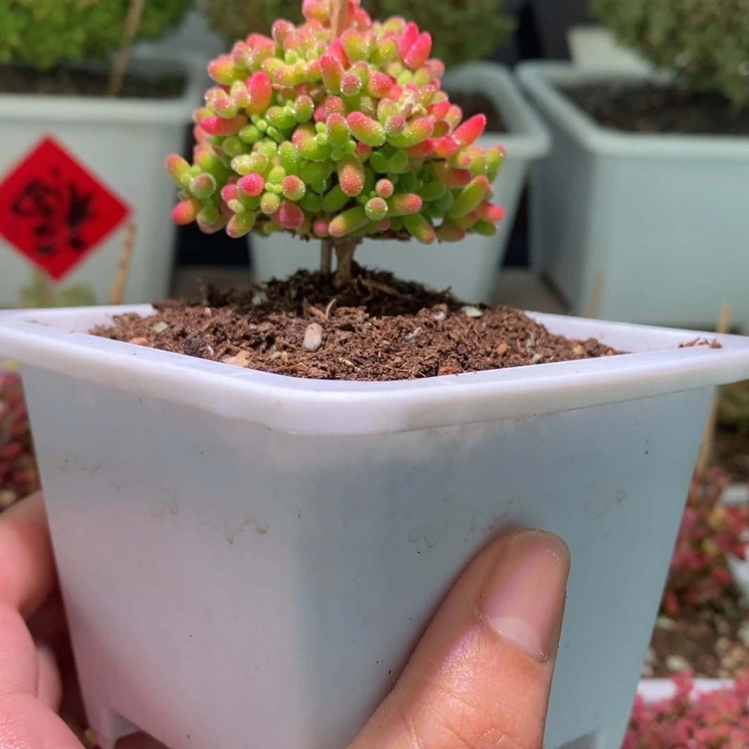 蜜橘带盆土发货一物一拍